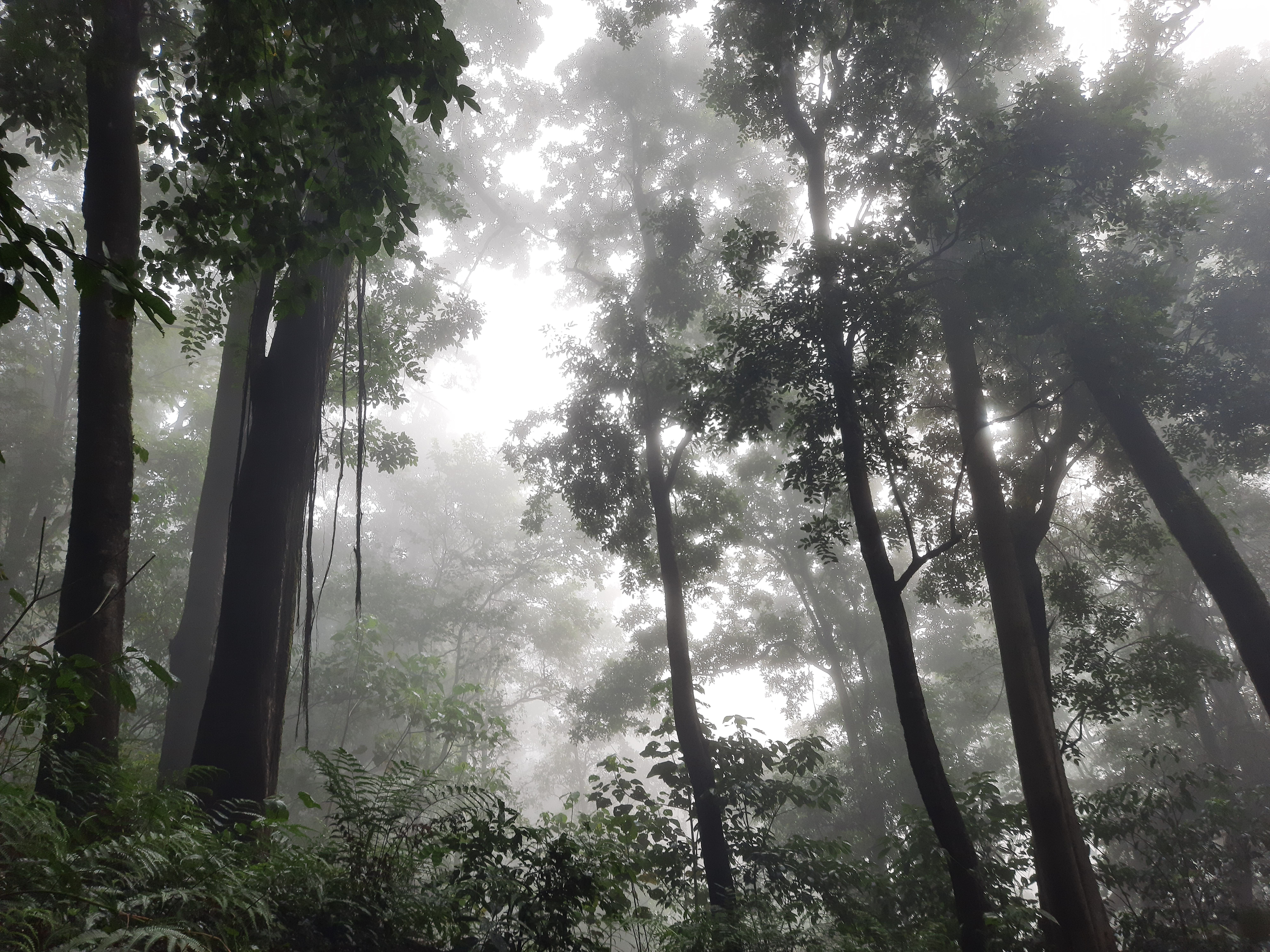 Misty Forest with Tall Trees and Ferns · Free Stock Photo
