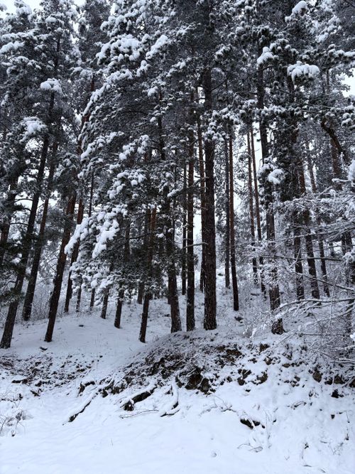 Free A tranquil snowy pine forest landscape in Bulgaria, showcasing winter's beauty. Stock Photo