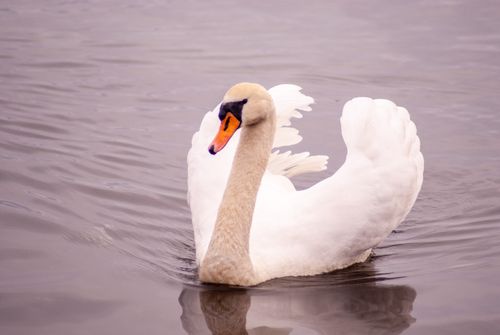 Free Elegant white swan swimming on the tranquil waters of Ohrid Lake, North Macedonia. Stock Photo