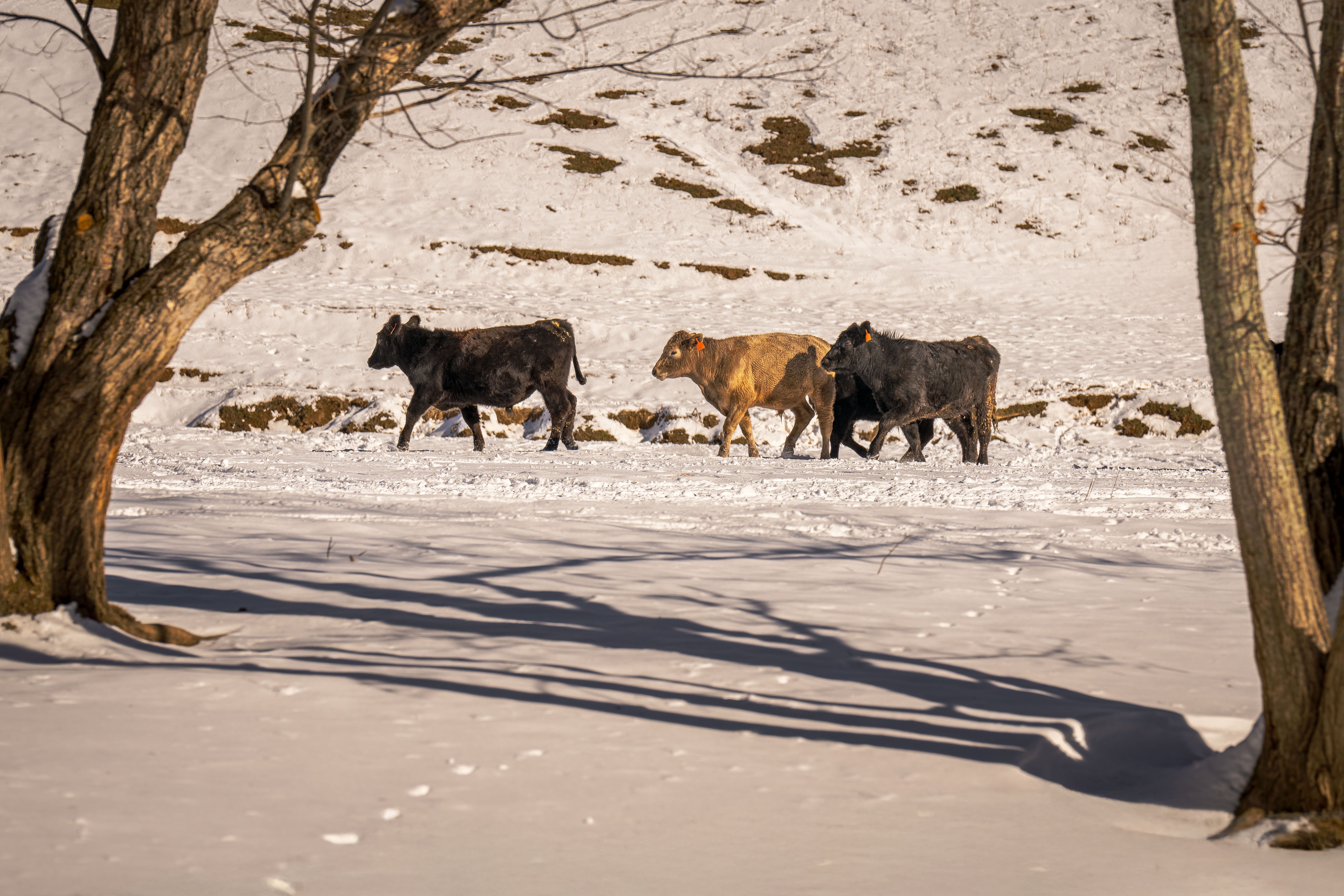 Snow Pasture Photos, Download The BEST Free Snow Pasture Stock Photos ...