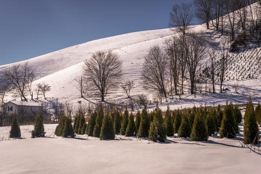 A tranquil winter scene featuring snow-covered hills and trees under a clear blue sky.