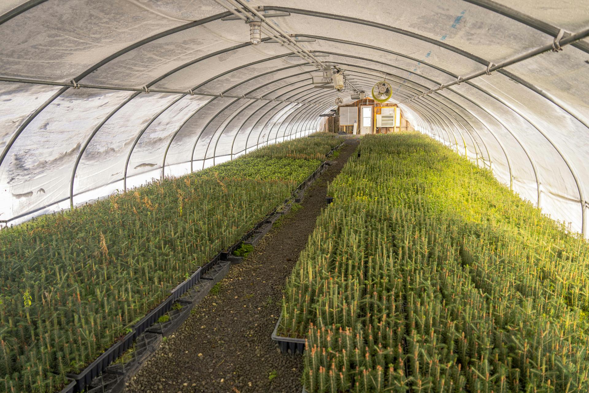 A greenhouse filled with young pine seedlings in a bright, controlled environment.