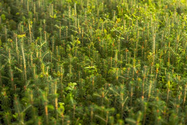 Young growth in open ground — photo by Mark Stebnicki on Pexels