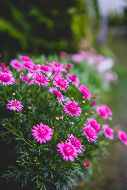 Free Lush pink daisies in a garden setting, capturing nature's vibrant colors. Stock Photo