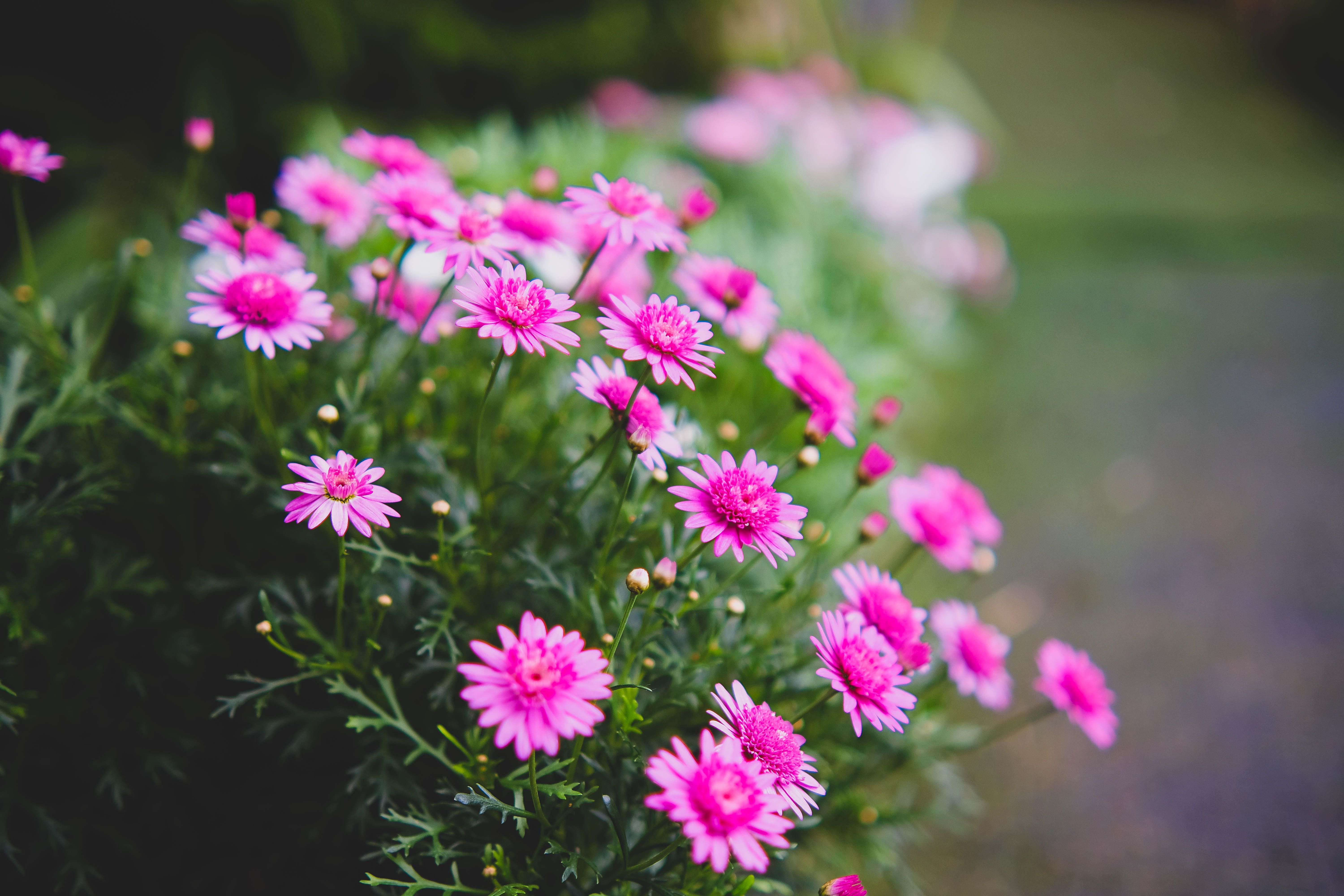 [ColoSach]-a-vivid-display-of-pink-flowers-captured-in-an-outdoor-garden-in-đà-lạt,-vietnam.