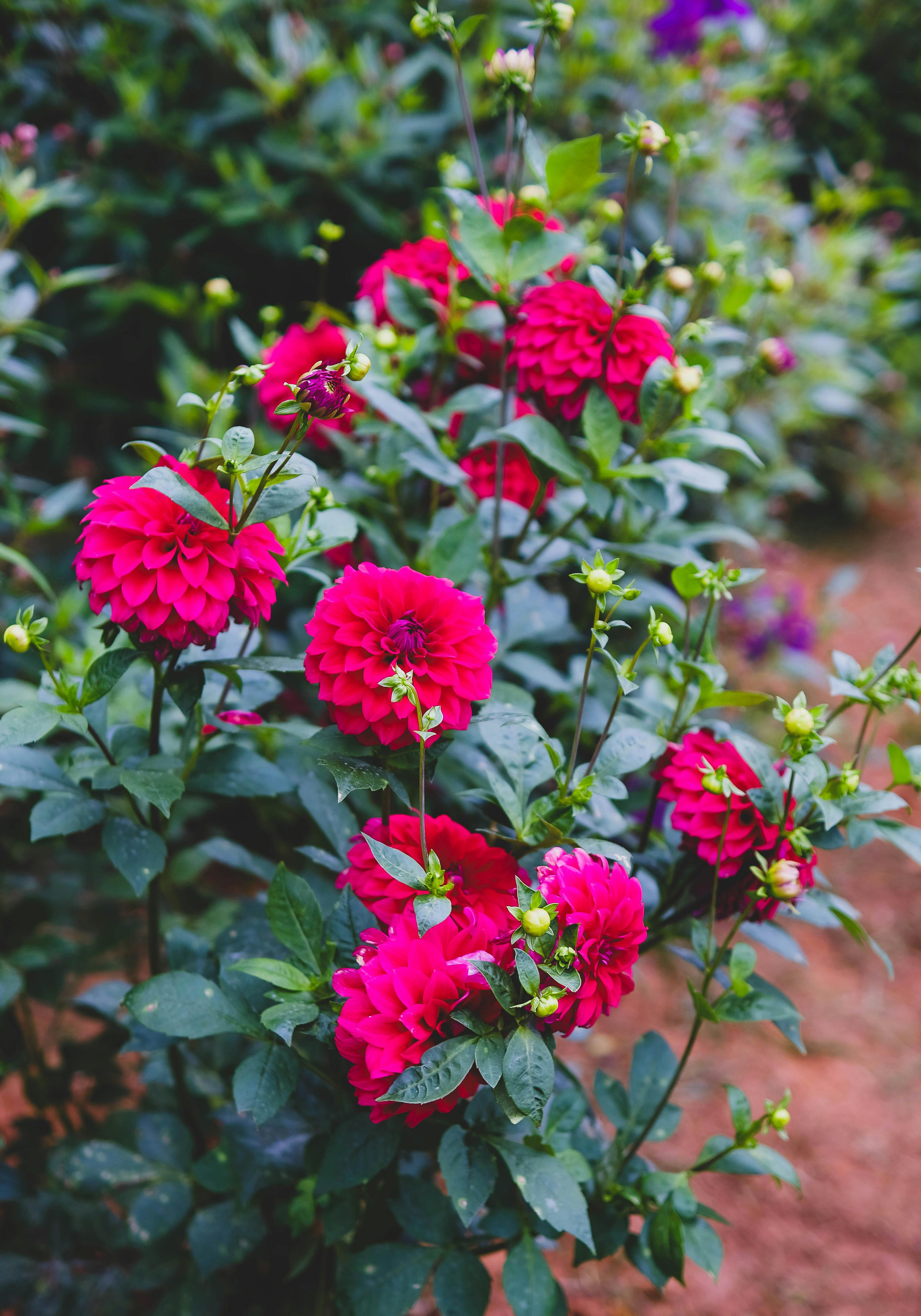 [ColoSach]-beautiful-pink-dahlias-blooming-in-a-vibrant-garden-in-đà-lạt,-vietnam.
