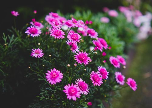 Free A vibrant display of pink flowers blooming outdoors in Đà Lạt, Vietnam, showcasing natural beauty. Stock Photo