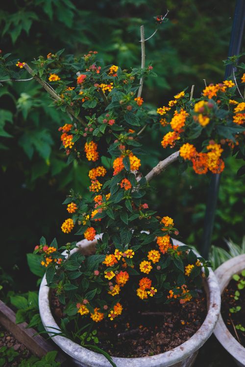 Lantana