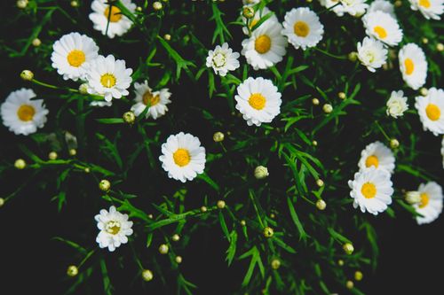 Free White daisies amid lush green leaves, captured in Dalat, Vietnam, conveying a vibrant summer feel. Stock Photo