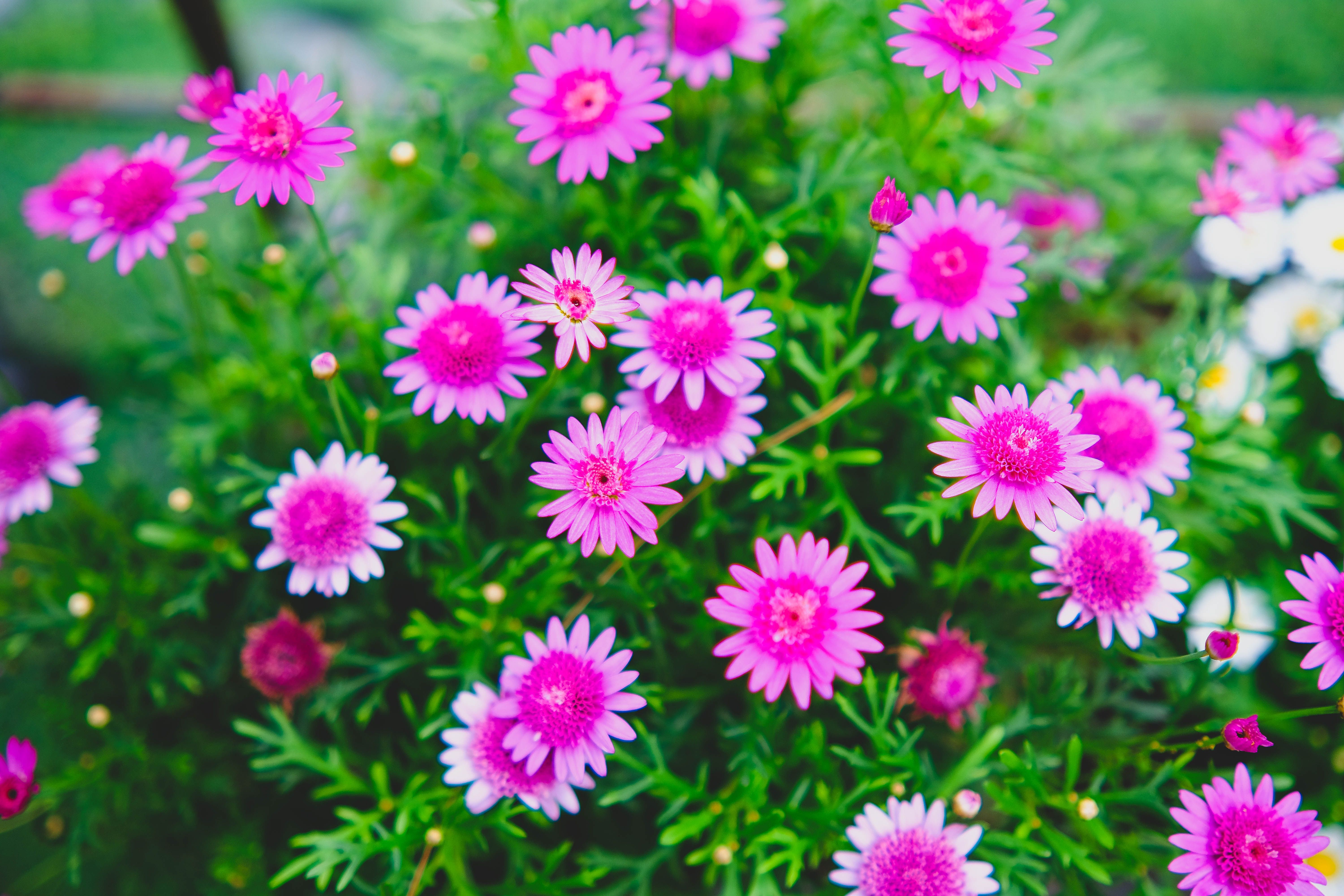 Blooming Pink Daisies in Đà Lạt Garden · Free Stock Photo