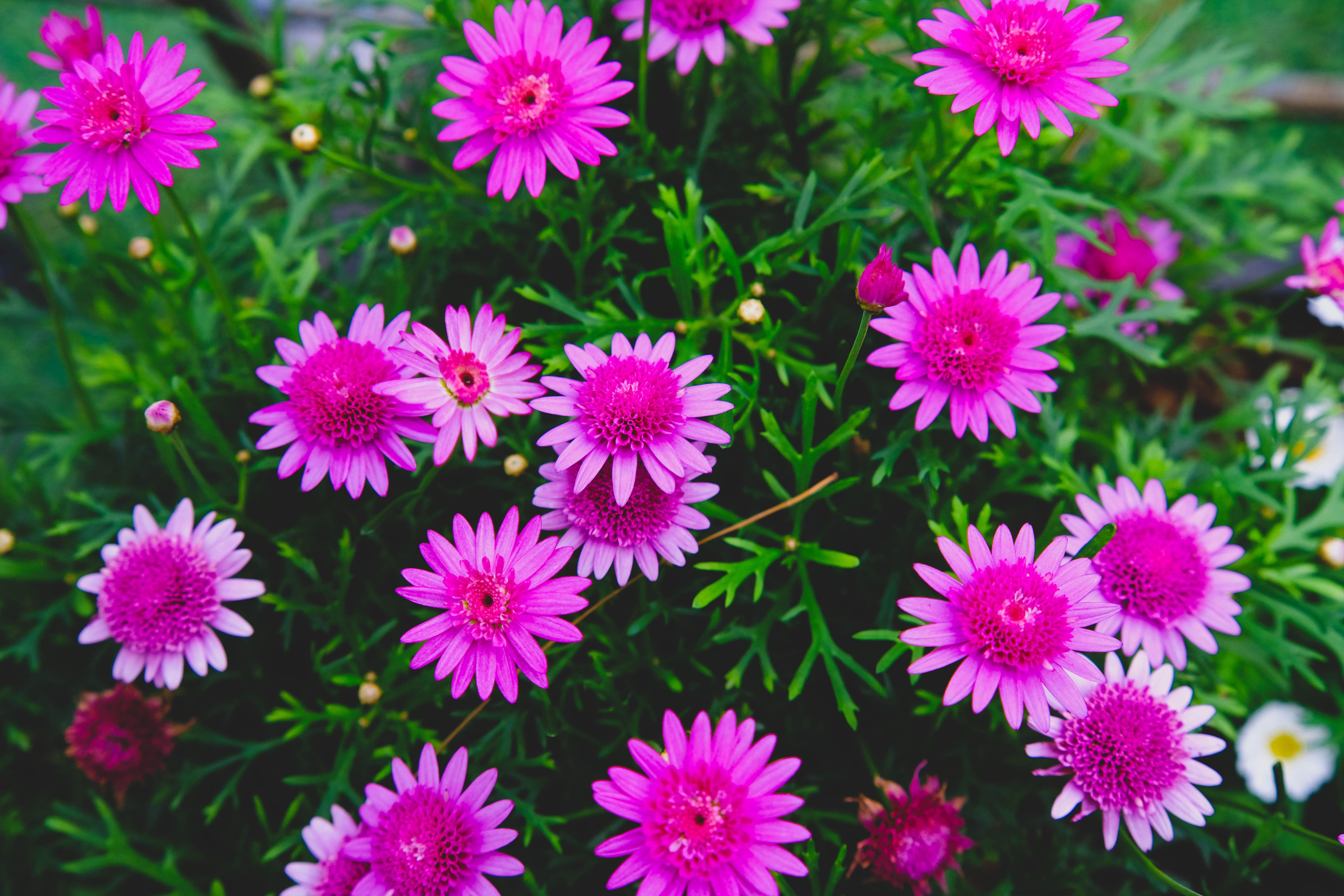Vibrant Pink Daisies in Đà Lạt Garden · Free Stock Photo