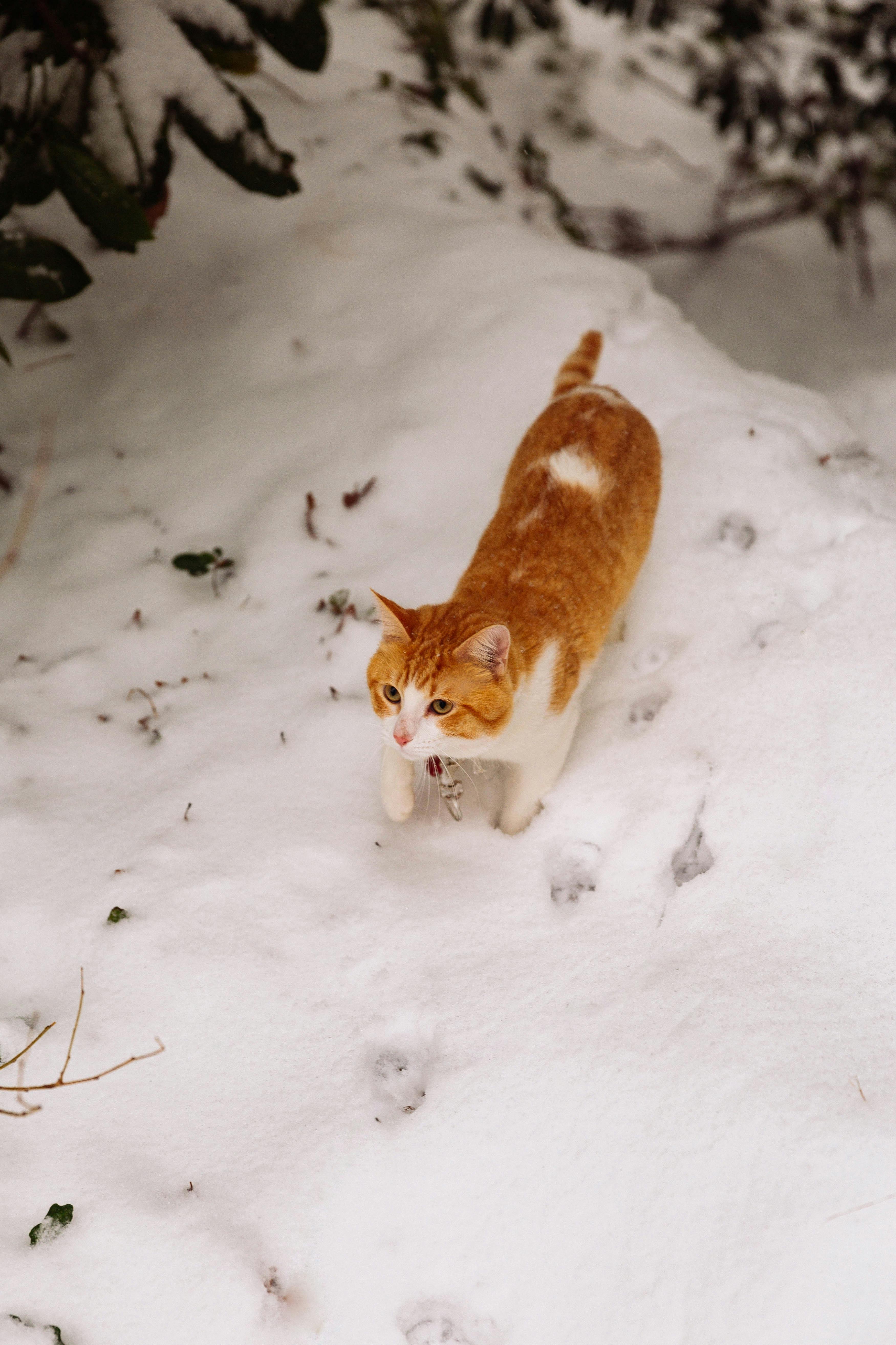 Curious orange tabby cat explores a snowy outdoor landscape.