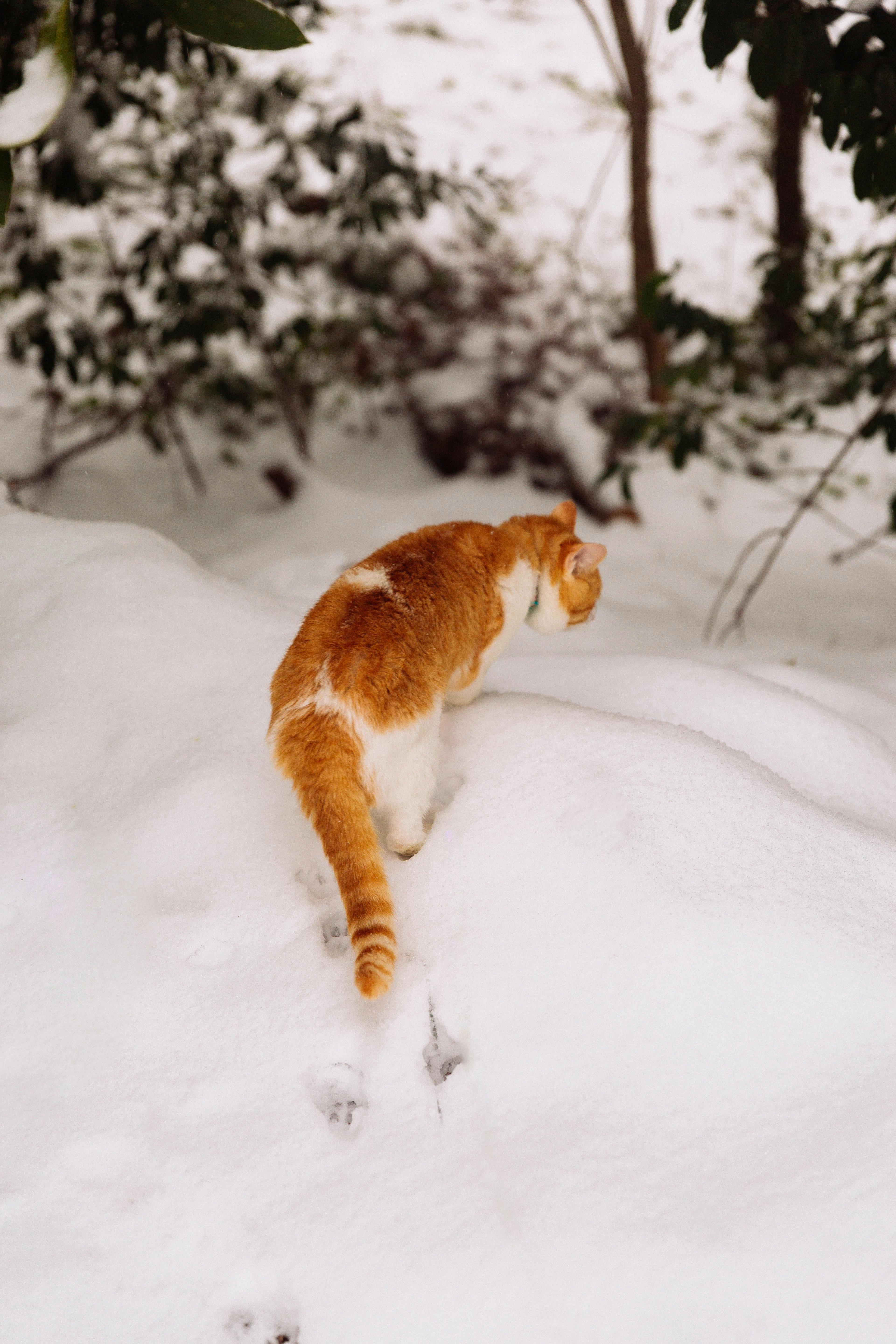 A curious orange tabby cat walks through a snowy landscape in Atlanta, Georgia.