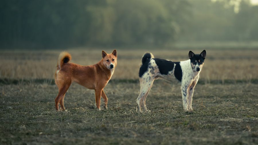 Grooming a Purebred vs a Mixed Breed: Where the Rules Actually Differ