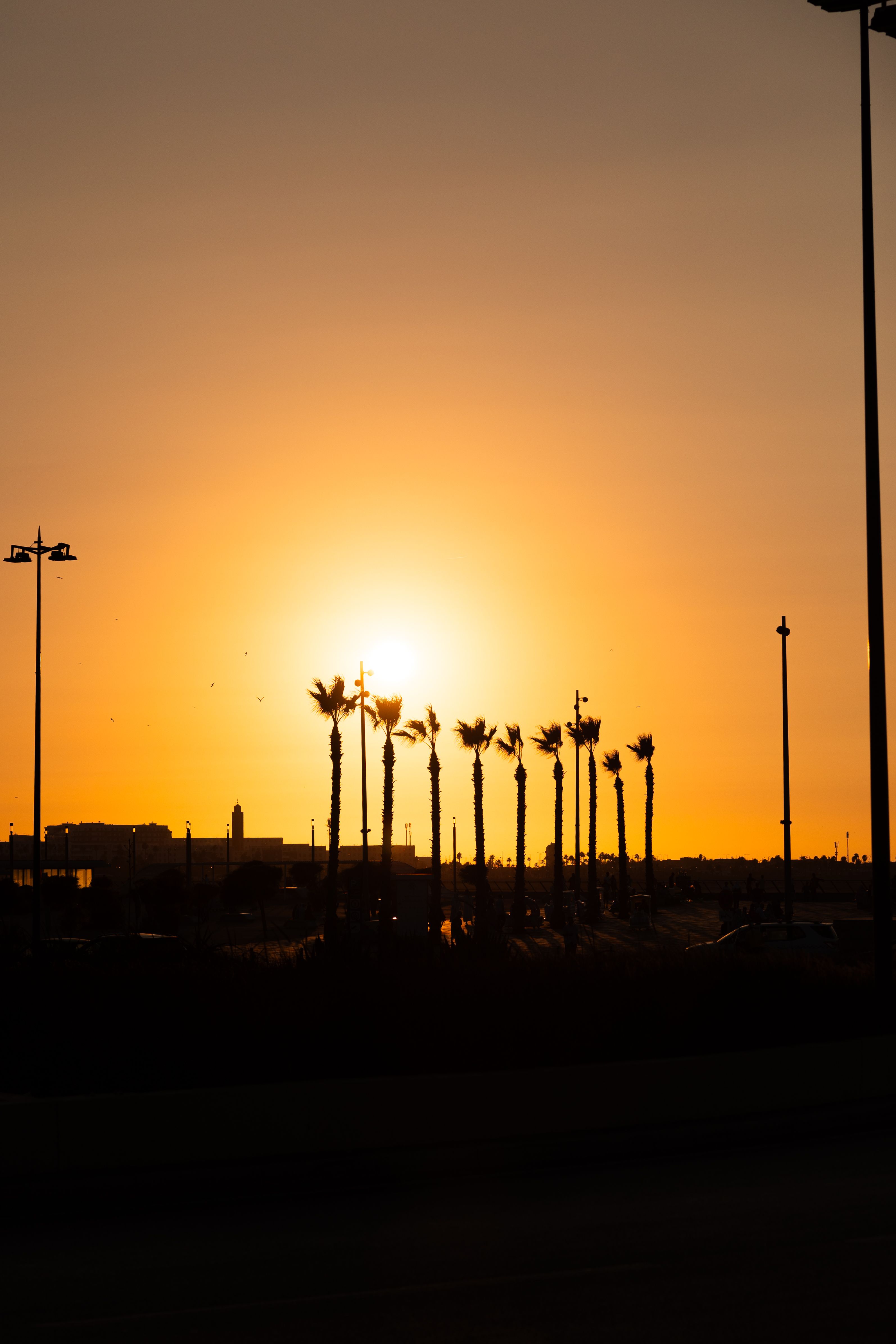 Sunset Silhouette of Palm Trees and Urban Skyline · Free Stock Photo