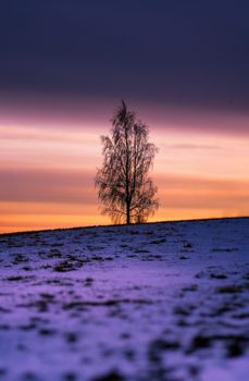 Solitary tree stands against a vibrant winter sunset, creating a dramatic silhouette.