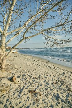 A tranquil beach with a leafless tree and gentle waves under a setting sun.