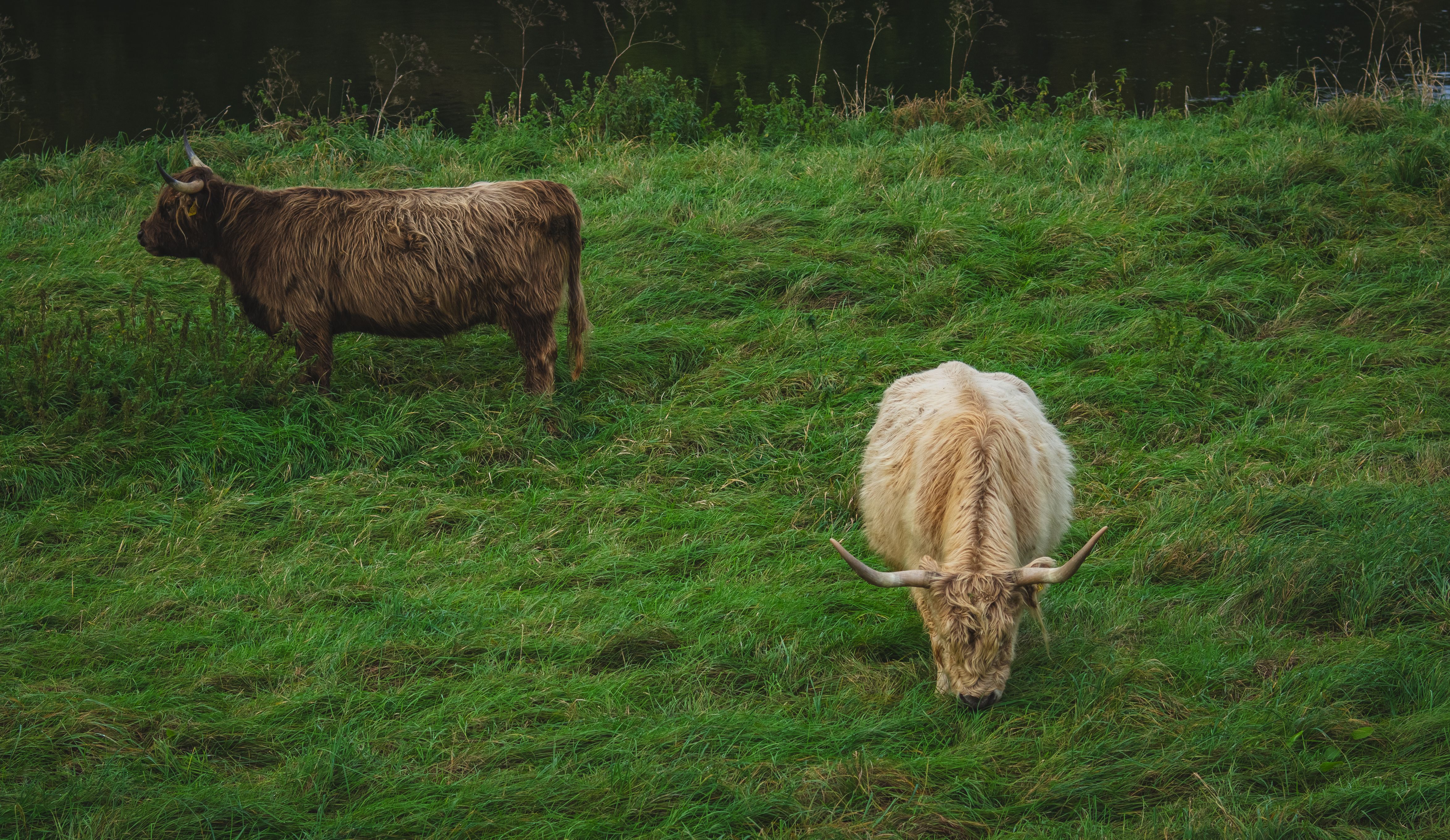 Highland Cattle Grazing in Green Pasture · Free Stock Photo