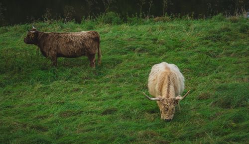 Free Two Highland cattle grazing peacefully in a lush green field. Stock Photo