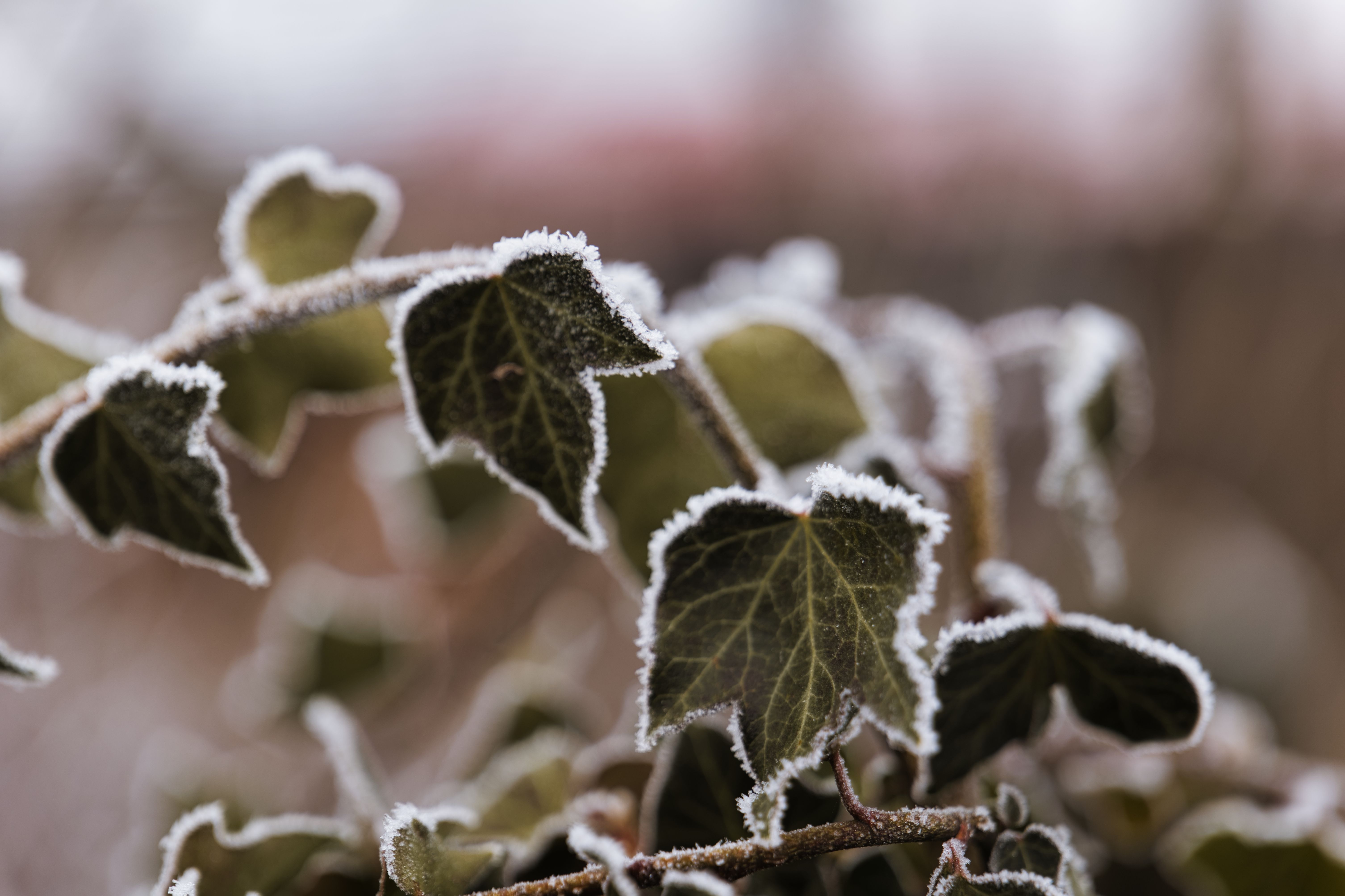 Close-up of frost-covered ivy leaves in Gare&scaron;nica, capturing winter's beauty.