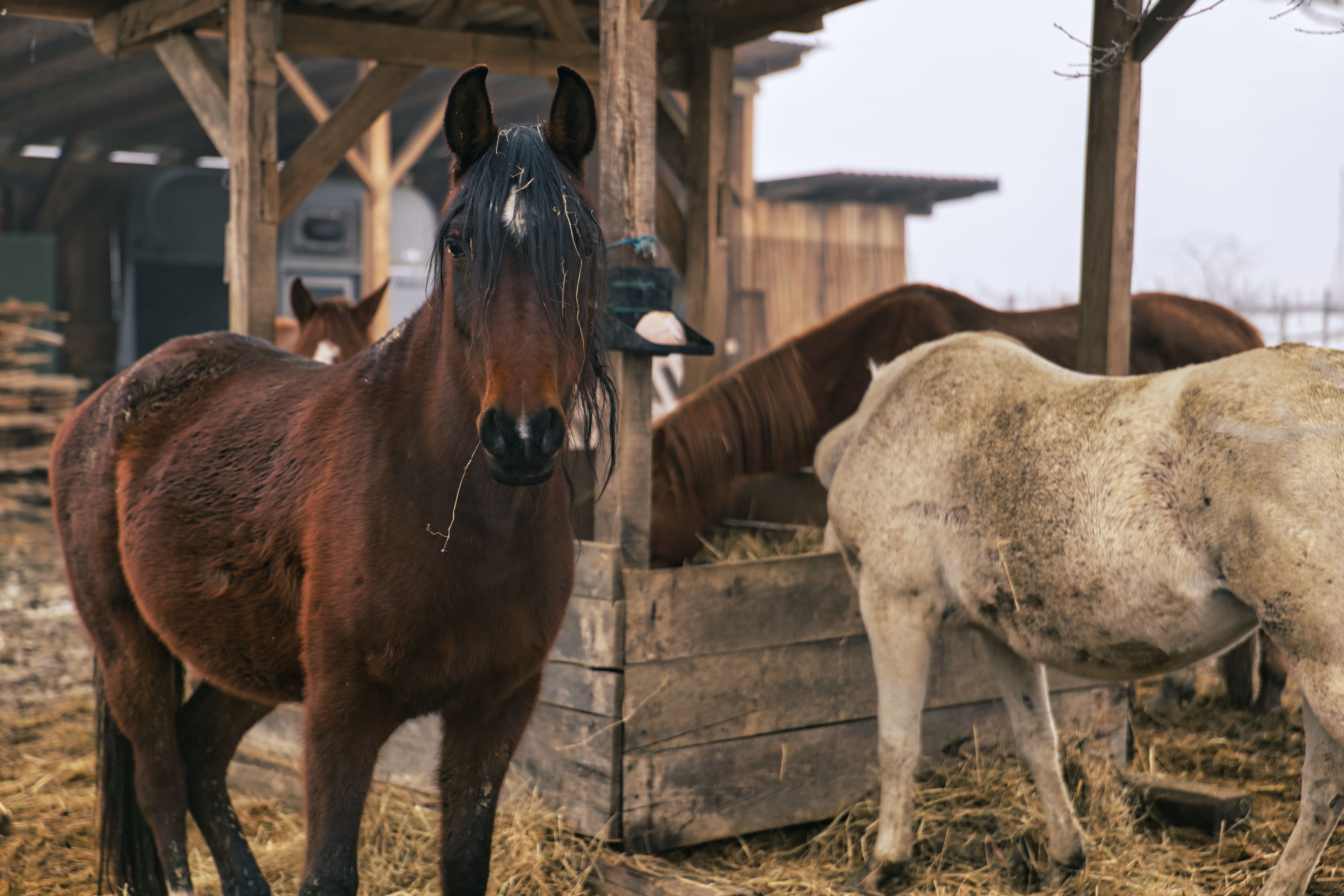 equine hoof care products