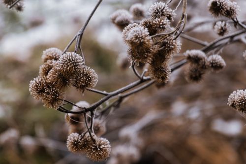 Free Frost-covered thistle branch captured in winter, Garešnica, Croatia. Stock Photo