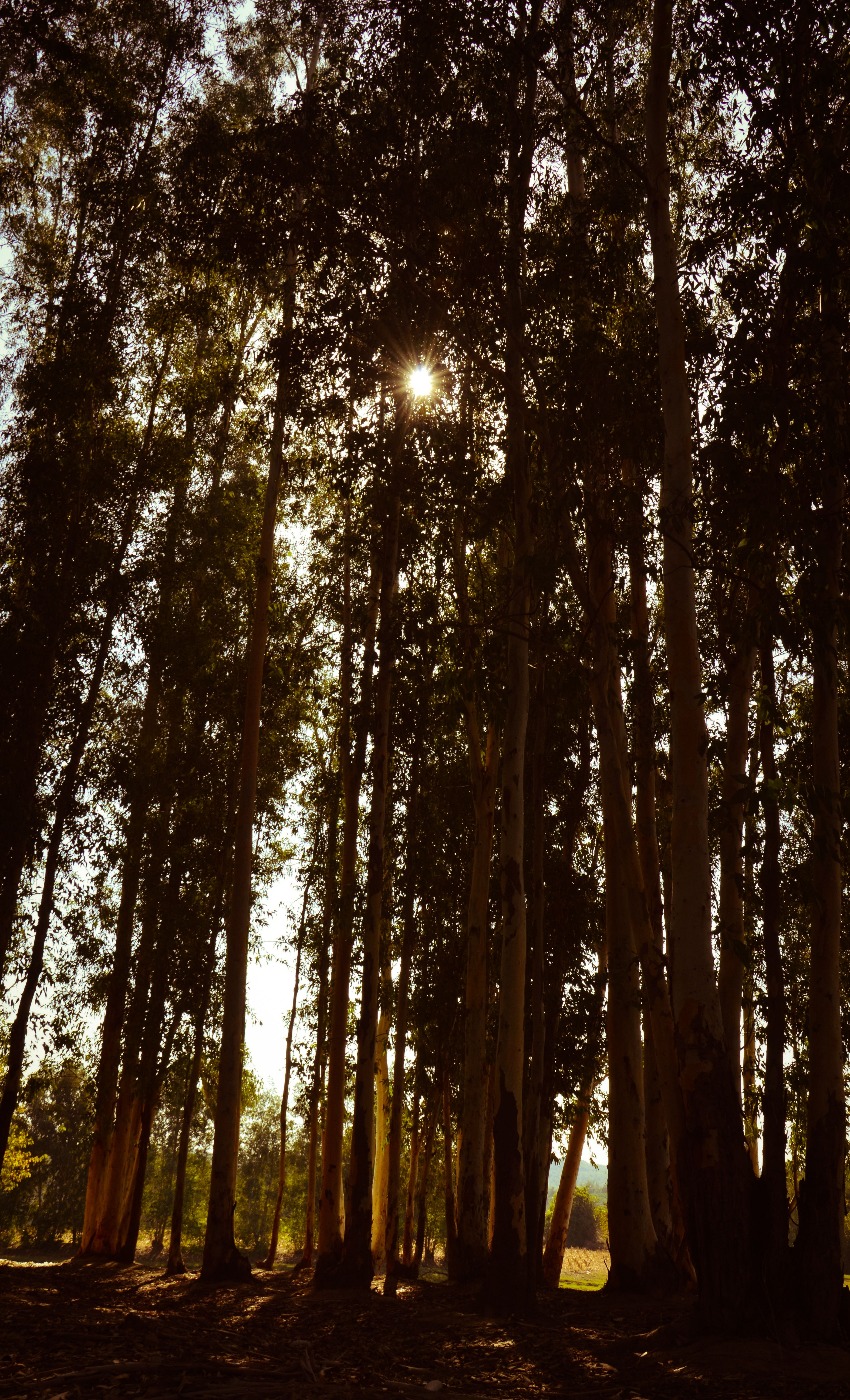 Fotomural Fotolia