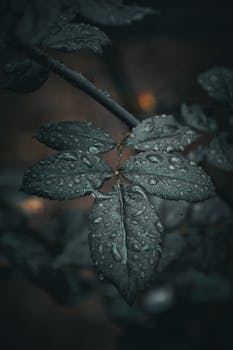 Close-up image of dew-covered rose leaves creating a dark, moody atmosphere.