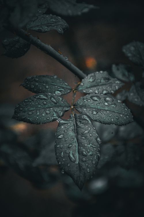 Free Close-up image of dew-covered rose leaves creating a dark, moody atmosphere. Stock Photo