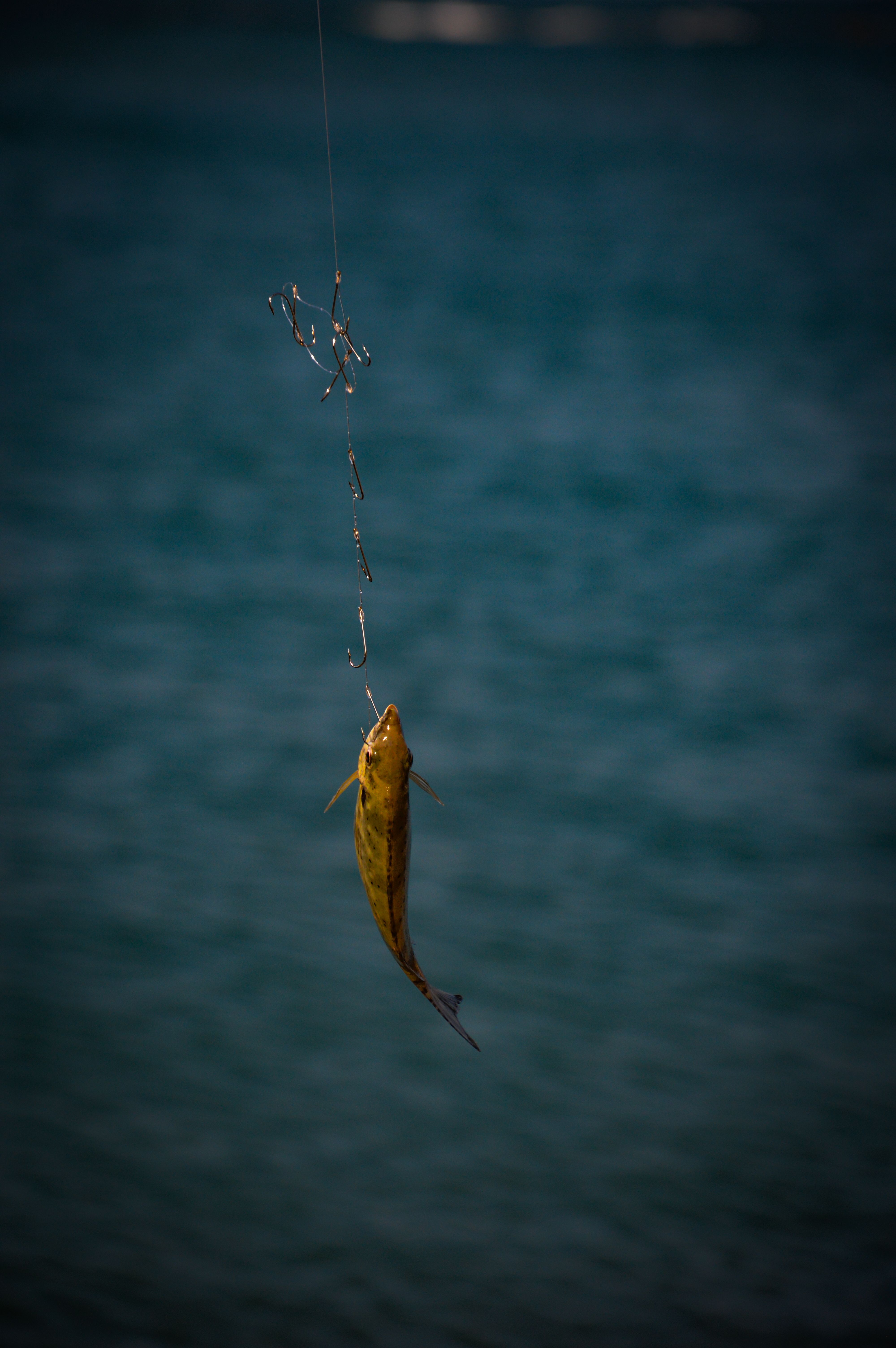 fish caught a year on hook and line Captured Fish Hanging on a Hook with Blue Sea · Free Stock Photo