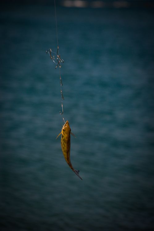 Captured Fish Hanging on a Hook with Blue Sea · Free Stock Photo