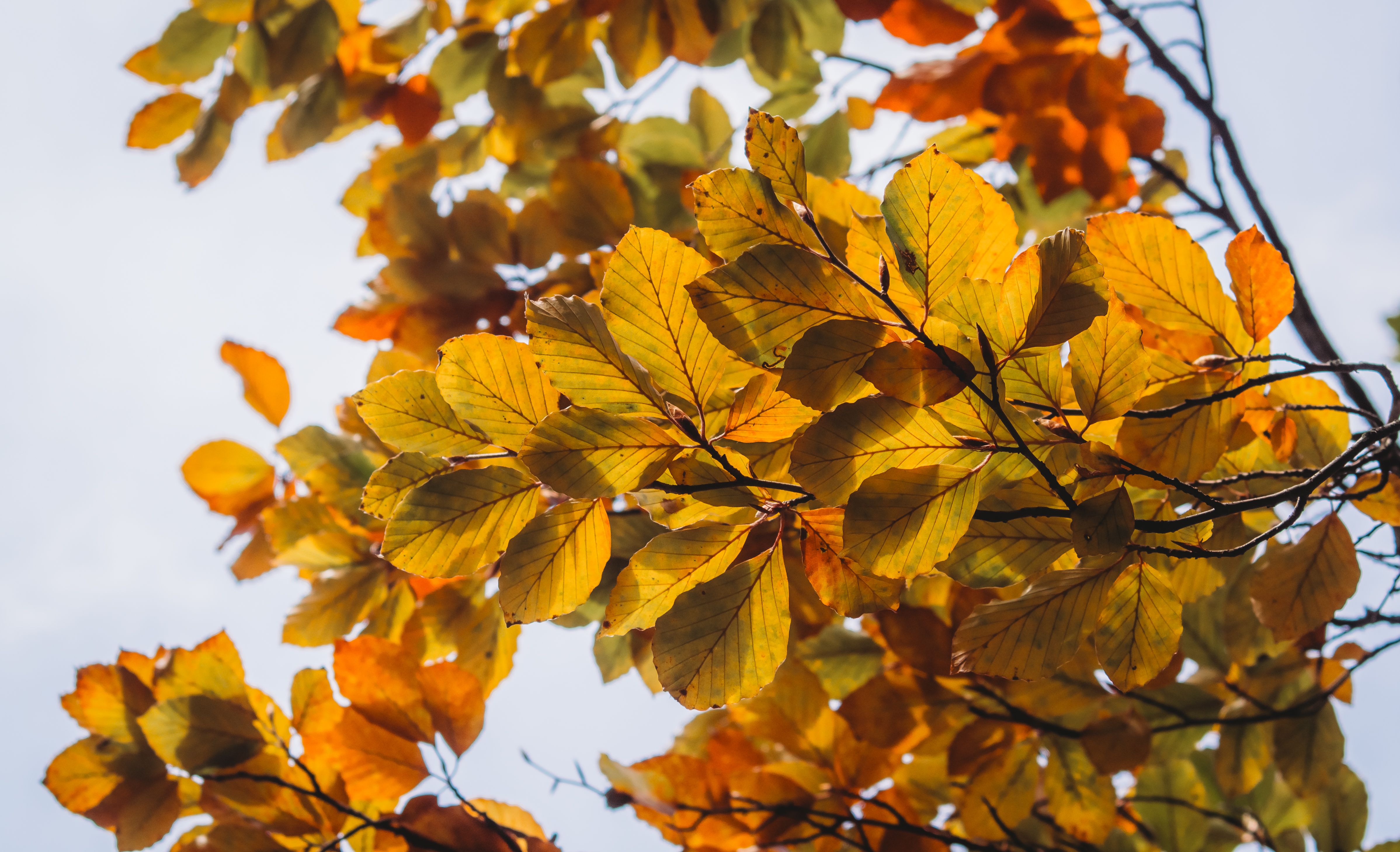 Golden Autumn Leaves Against a Clear Sky · Free Stock Photo