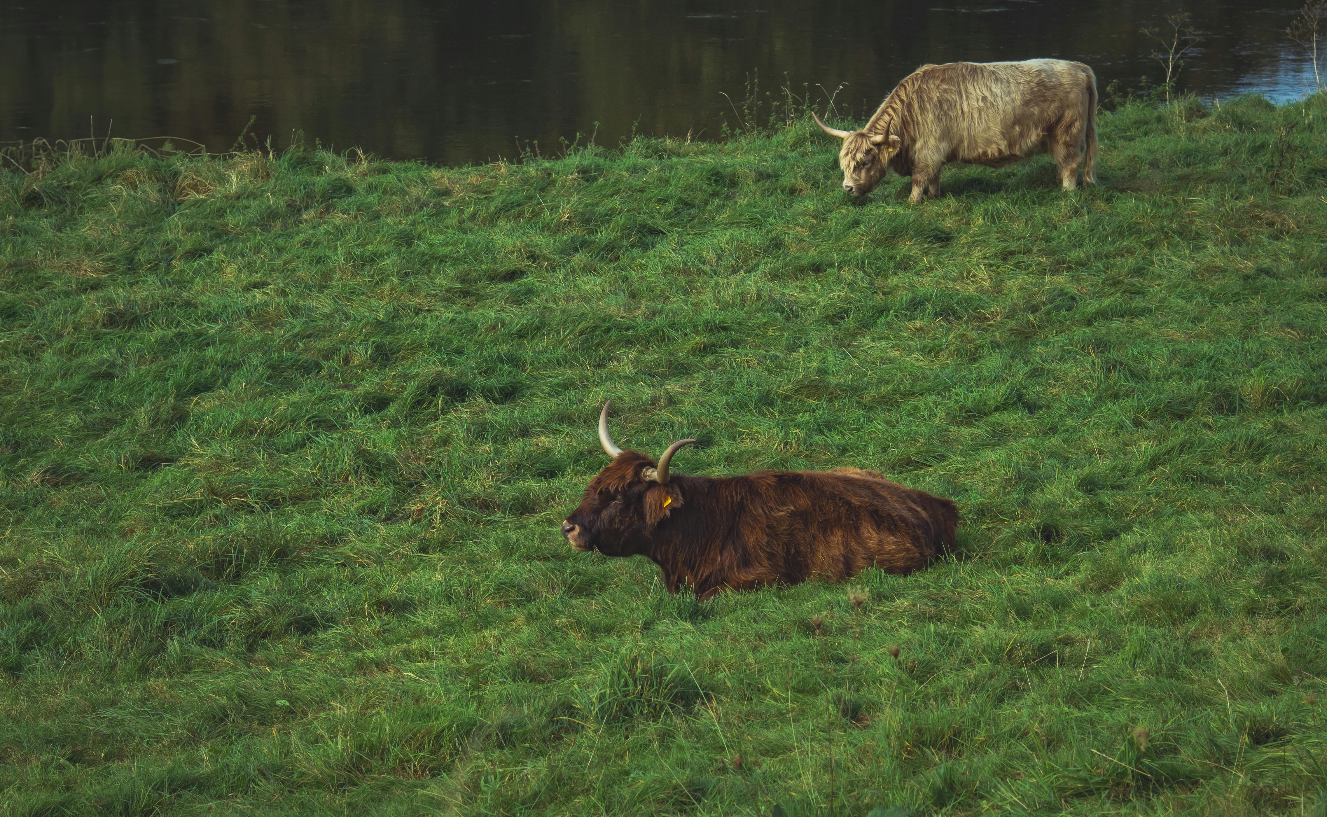 grátis Foto profissional grátis de agricultura, animais domésticos, ao ar livre Foto profissional