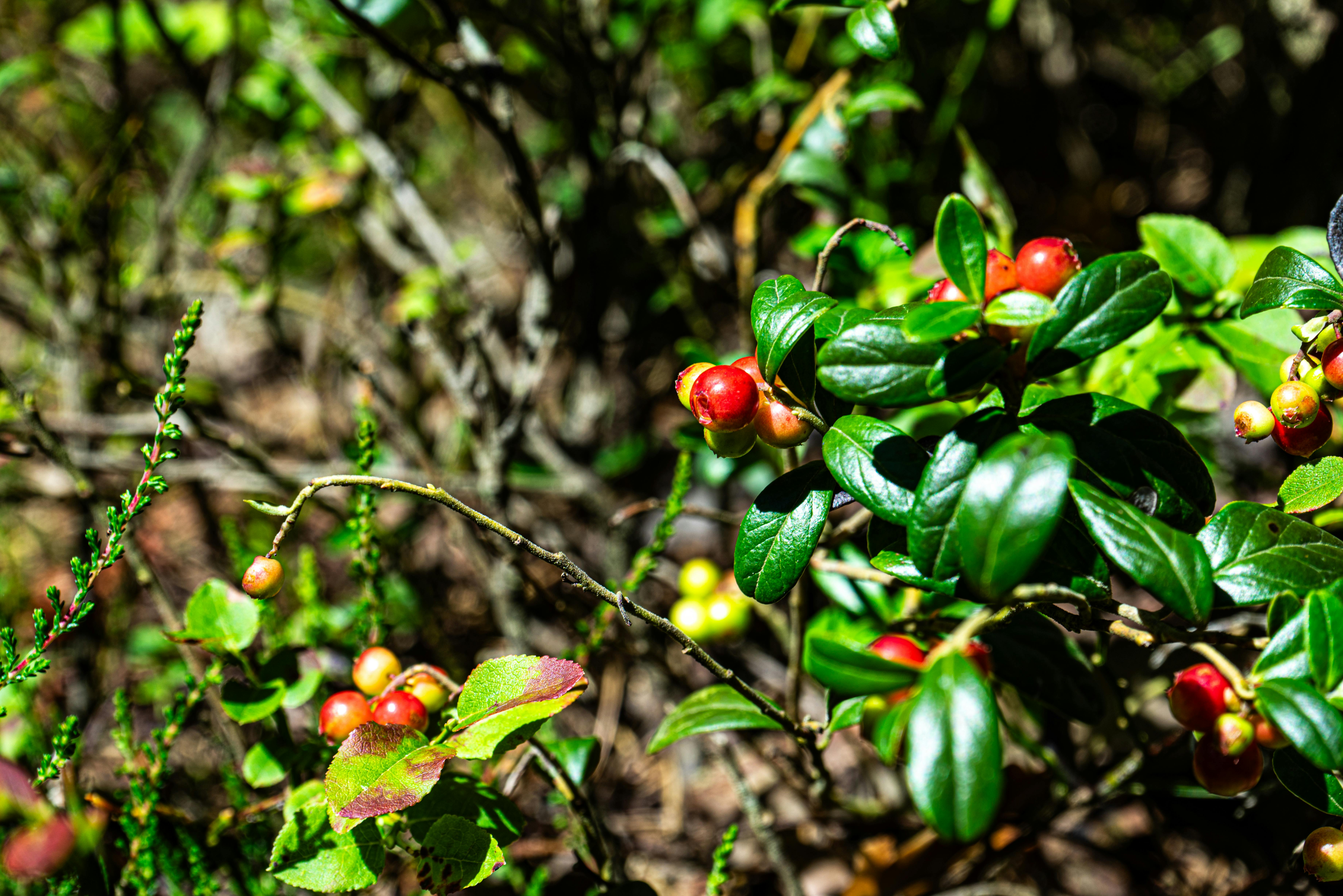 Finland's doubled seasonal work permit costs hit berry pickers hard