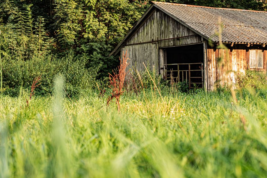 A serene rustic barn surrounded by lush greenery in a countryside setting.