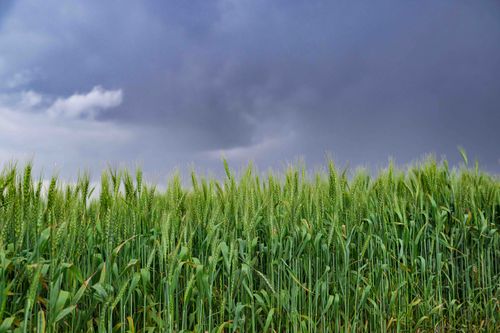 Free Green wheat field in Mau Narok, Kenya, under a dramatic stormy sky. Stock Photo
