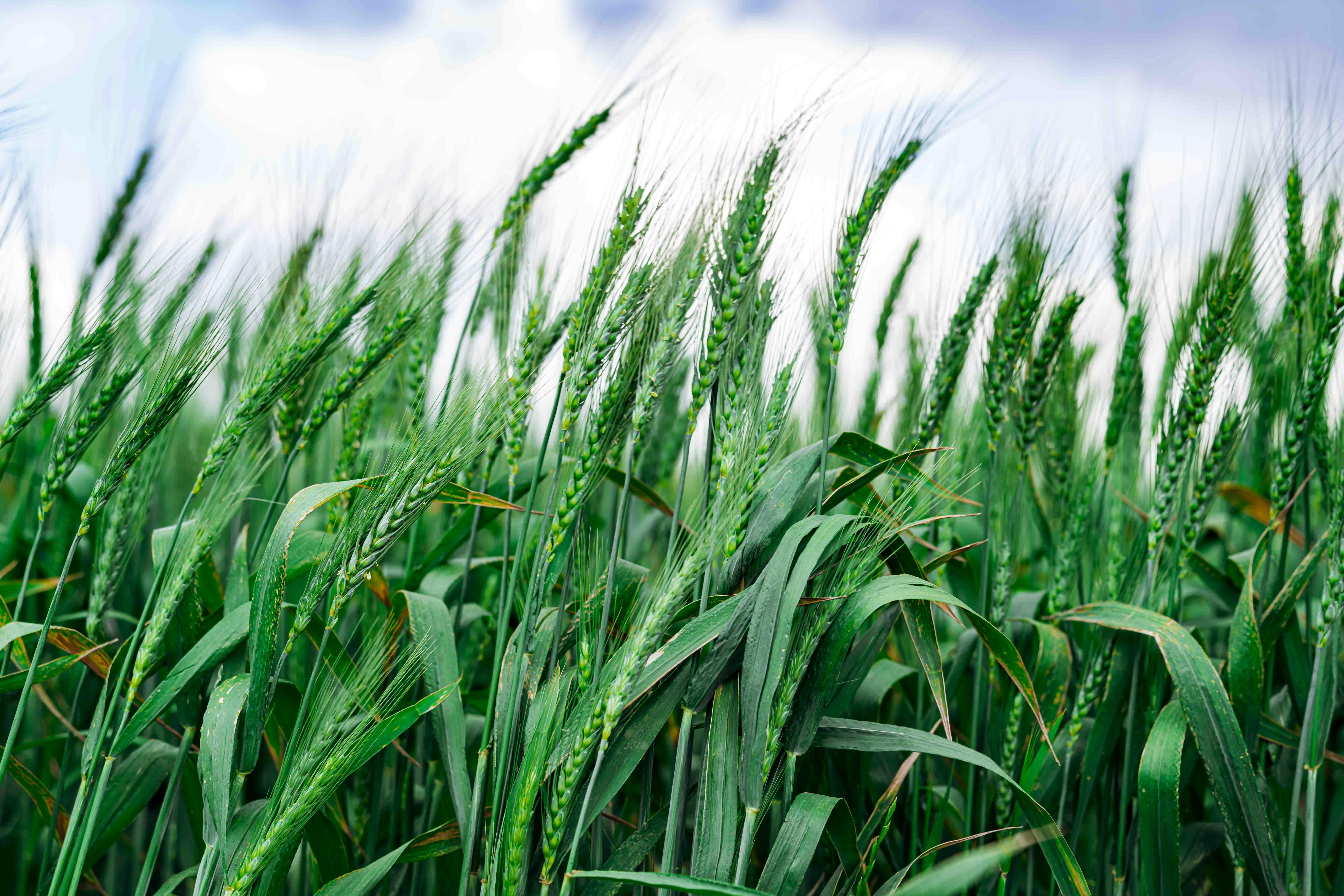 Seca desliga captação de ferro em plantas e ameaça valor nutricional de cultivos