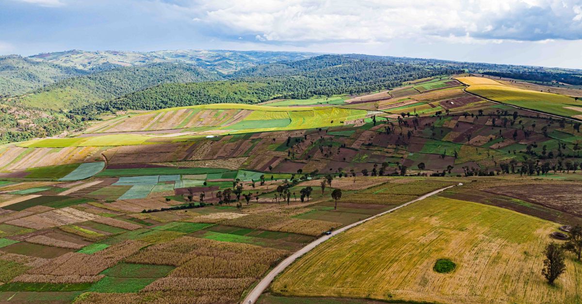 African Business: Inclusive Seed Systems Central to Continent's Agricultural Future