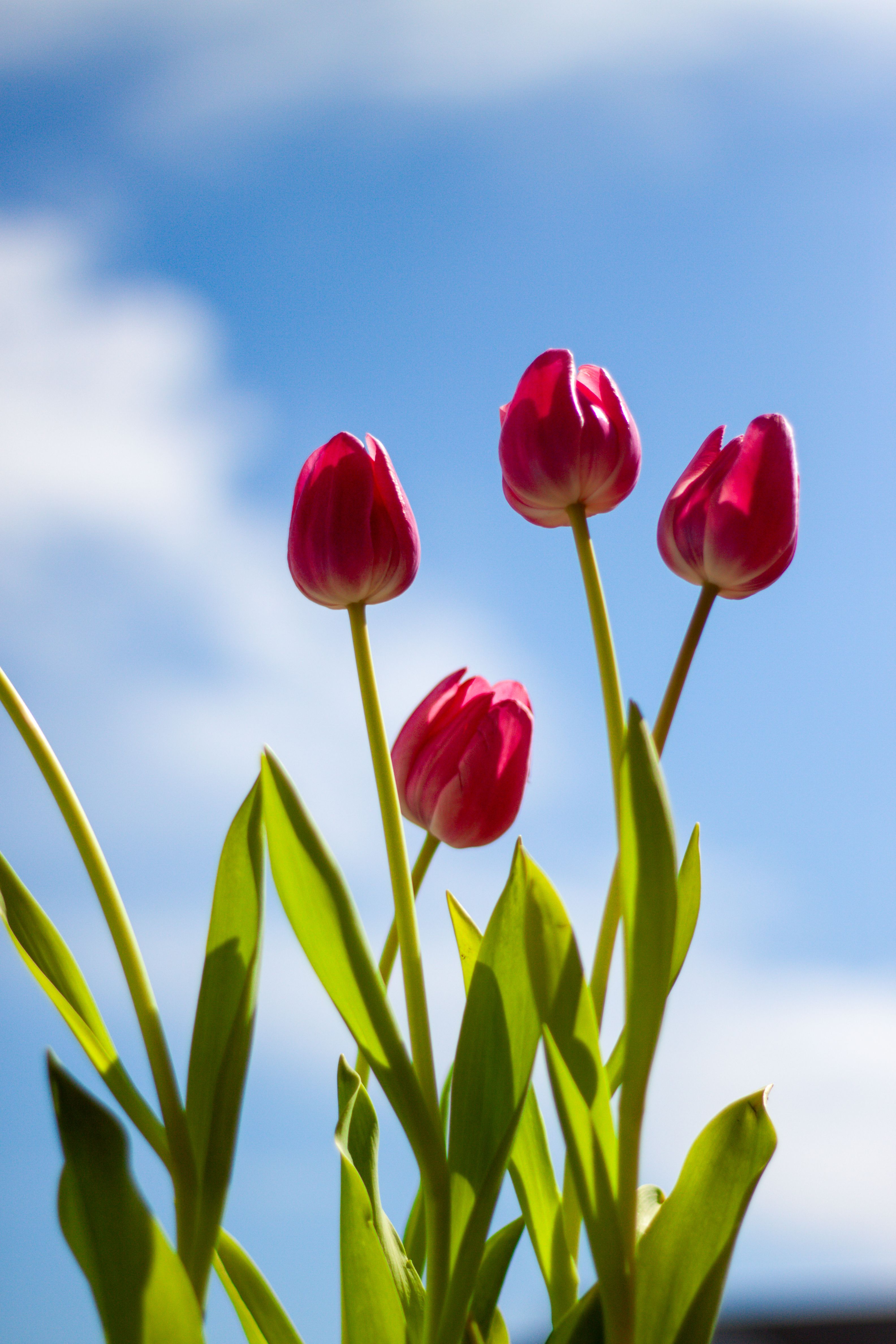 Vibrant Pink Tulips Against Blue Sky · Free Stock Photo