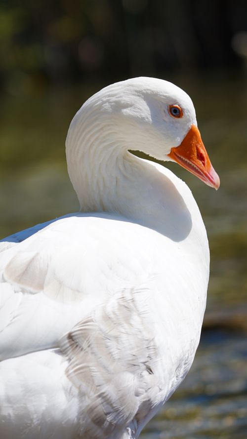 Free Close-up of a majestic white goose with orange beak by the water's edge. Stock Photo