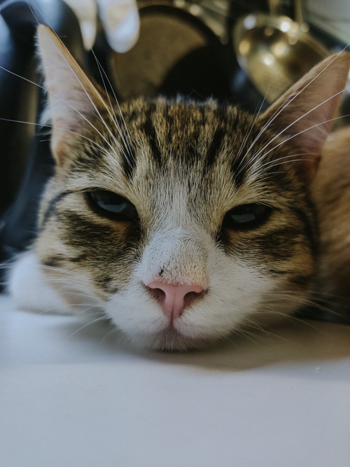 Free Gentle close-up of a relaxed tabby cat with soft lighting. Stock Photo