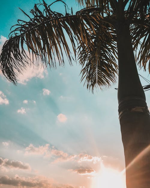 Green-leafed Palm Tree