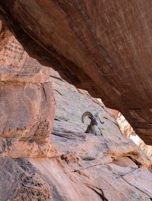 Free Bighorn sheep perched on a rocky cliff in Nevada's scenic landscape. Stock Photo