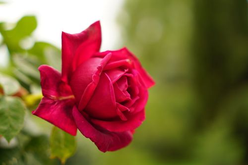 Free Close-up of a vibrant red rose amidst lush green foliage, conveying natural beauty. Stock Photo