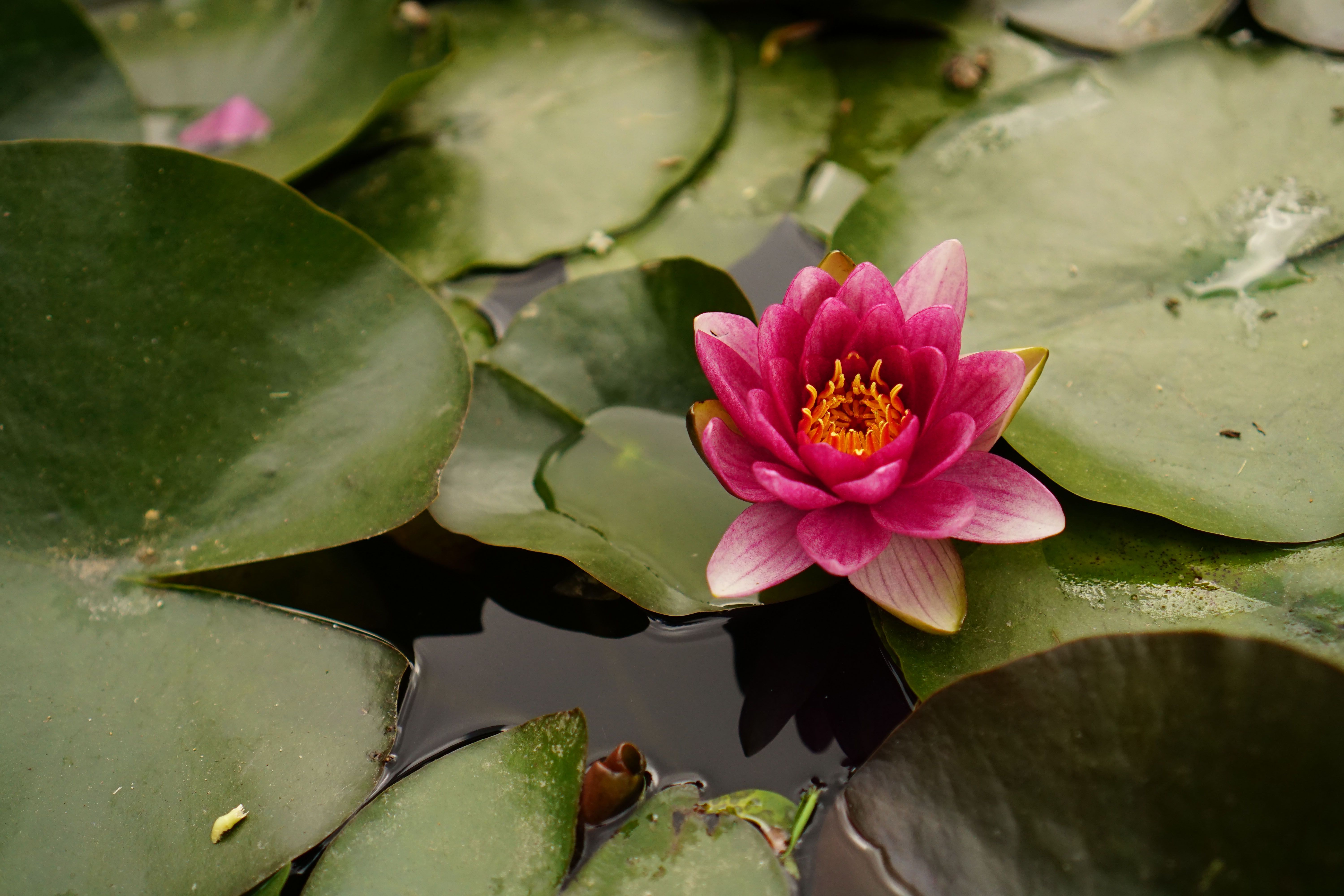 Vibrant Pink Water Lily Floating on Pond · Free Stock Photo