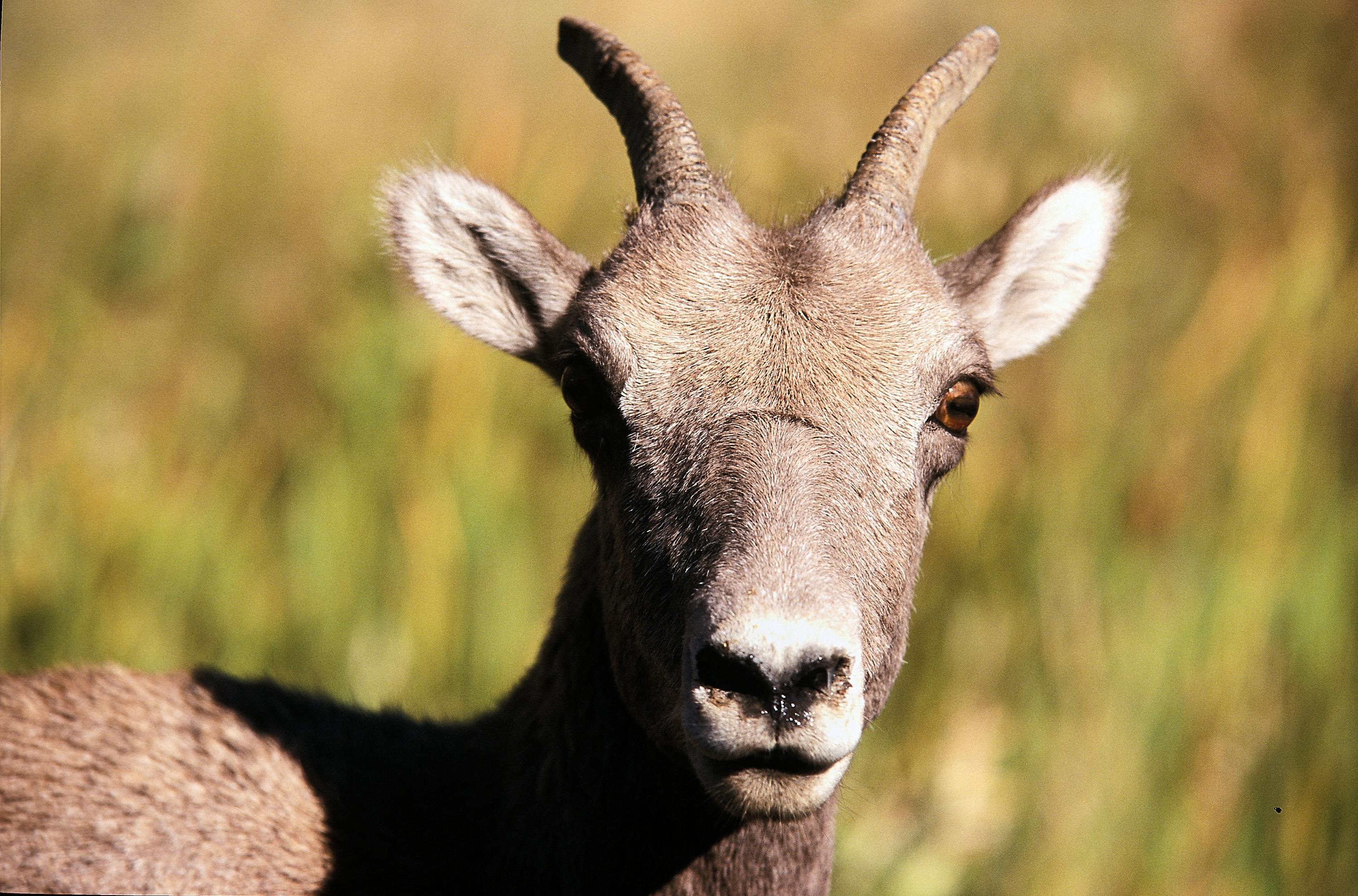 Big Horn Outdoor Adventure Show - Spokane and North Idaho community calendar - The Spokesman — Photo by mysurrogateband on Pe