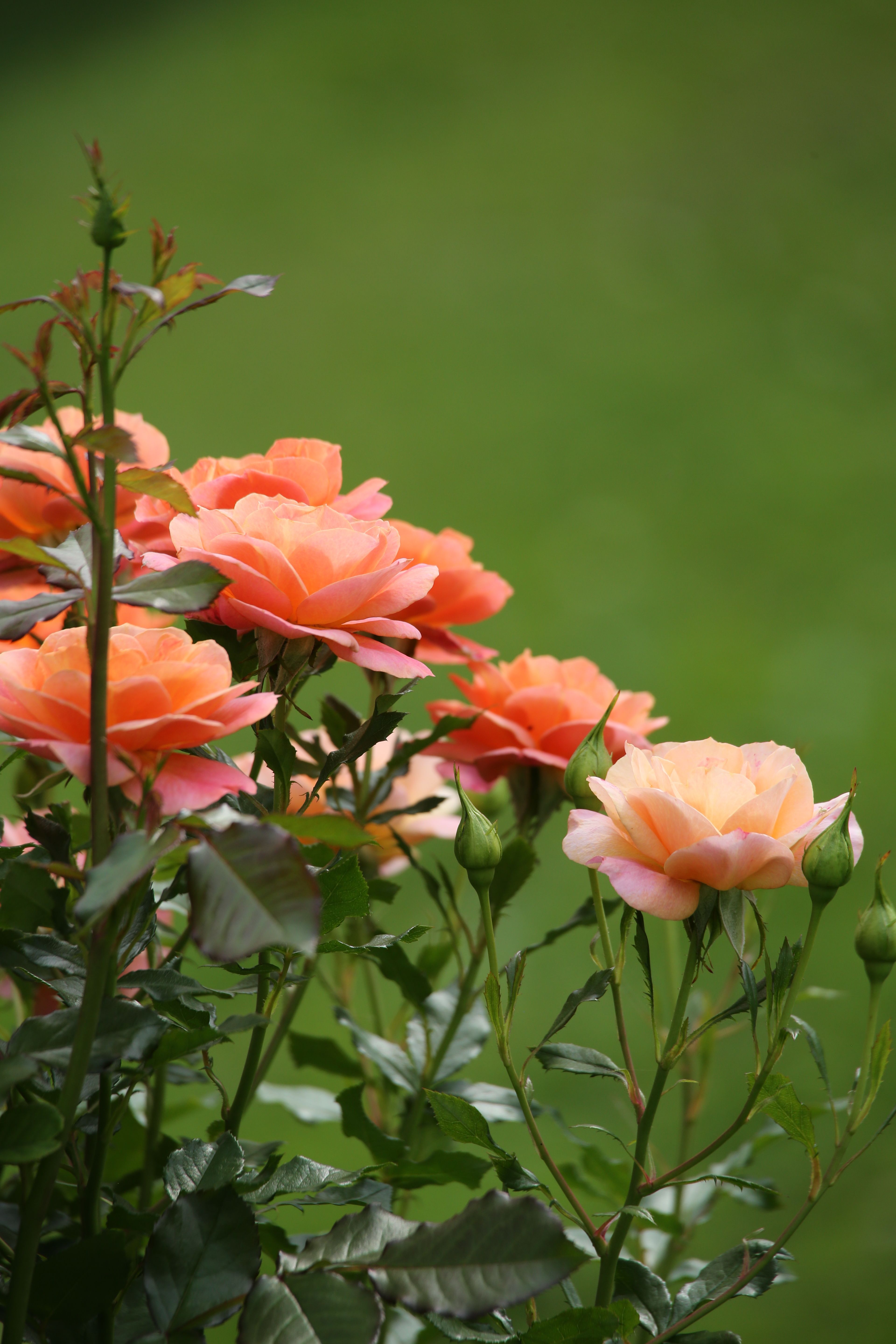 Vibrant Orange Roses in Full Bloom · Free Stock Photo