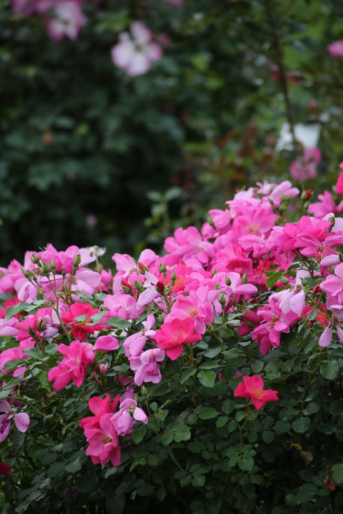 Free Lush pink roses blooming in a garden setting, showcasing vibrant natural beauty. Stock Photo