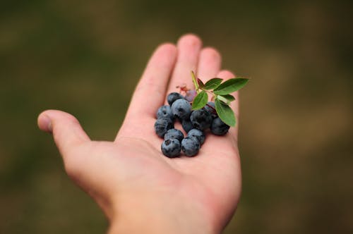 Free Black Beans Stock Photo