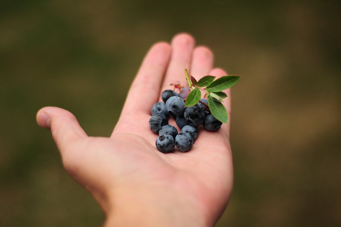 fruits you can grow in your backyard. blueberries